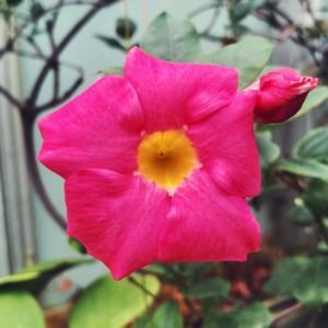 Meet your Posher, Alexandra